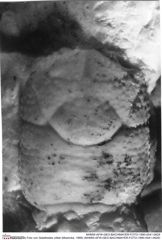 Historisches Foto von Galatheites zitteli (Moericke, 1889) (NHMW-AFW-GEO-BACHMAYER-FOTO-1990-0041-0629)
